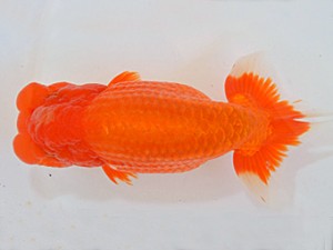 山梨錦城会　第64回品評大会　東大関　小山徹志　山梨