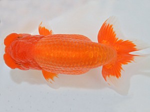 山梨錦城会　第64回品評大会　西大関　小山徹志　山梨