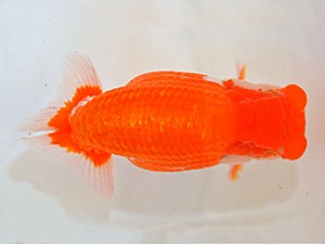 山梨錦城会　第64回品評大会　立行司　高津晴彦　岐阜