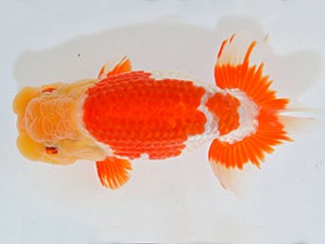 山梨錦城会　第64回品評大会　取締一　小山徹志　山梨