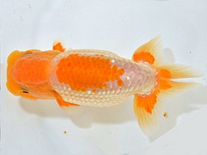 山梨錦城会　第64回品評大会　取締二　小山徹志　山梨