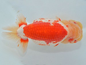 山梨錦城会　第64回品評大会　東大関　有賀昌司　岐阜