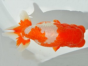 山梨錦城会　第64回品評大会　西大関　小山徹志　山梨