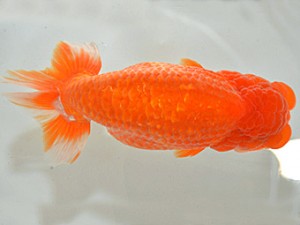 山梨錦城会　第64回品評大会　立行司　山﨑晴彦　長野