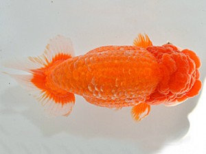 山梨錦城会　第64回品評大会　取締一　山﨑晴彦　長野