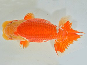 山梨錦城会　第64回品評大会　取締二　小山徹志　山梨