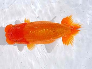 横浜観魚会　東大関　富士　鈴木友来