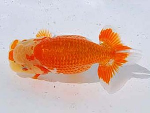 横浜観魚会 勧進元一 美高　高地成弥