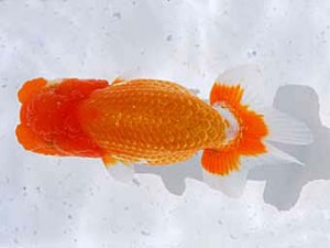 横浜観魚会 勧進元二　サクラ　影山　繁