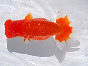 横浜観魚会 行司一　和敬　壁谷俊彦