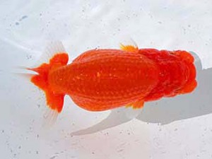 横浜観魚会 行司二　廣本　廣田信哉