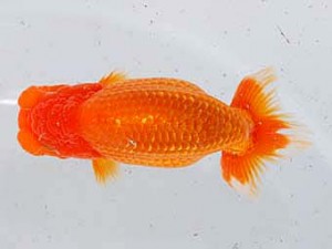 横浜観魚会 行司三　春草　加藤浩一郎