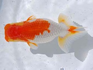 横浜観魚会 脇行司一　友　藤川直子