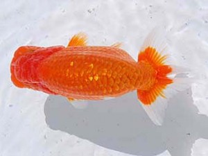 横浜観魚会 脇行司二　河童先輩　津島洋介