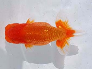 横浜観魚会　立行司　瑞兆　高地辰夫