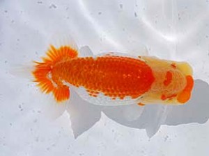 横浜観魚会　取締一　美光　高地成弥