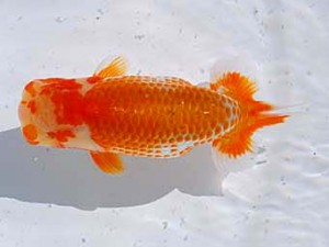 横浜観魚会　取締二　彩　八矢貞亮