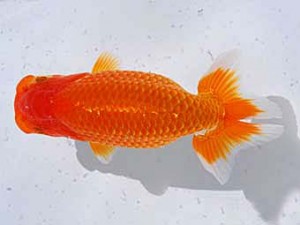 横浜観魚会 西関脇　優蘭　藤原博文