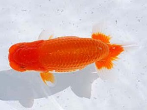 横浜観魚会 東小結　すだちくん　吉成志朗