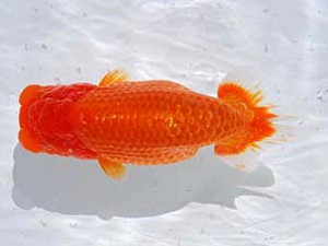 横浜観魚会 西小結　飛龍　加藤貞信