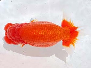 横浜観魚会　東大関　心刀流　齋藤一成