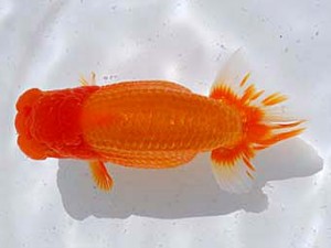 横浜観魚会　西大関　矮鶏　田村　智