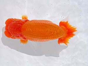 横浜観魚会　立行司　大輪　安田正伯