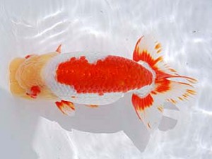 横浜観魚会　取締二　好国　浅沼好三