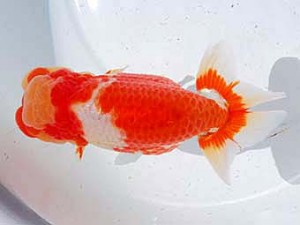 横浜観魚会　東大関　毘心観　齋藤一成