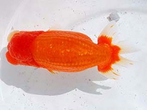 横浜観魚会　西大関　麻　田村　智