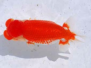 横浜観魚会　立行司　番美先輩　鳴海　満