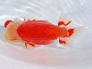 横浜観魚会　取締一　富国　浅沼好三