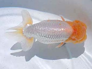 横浜観魚会　取締二　紗夢来　篠　孝利