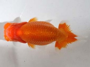 房総らんちう会　第三回研究会　一位　秋元和男