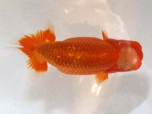 房総らんちう会　第三回研究会　三位　和田明男