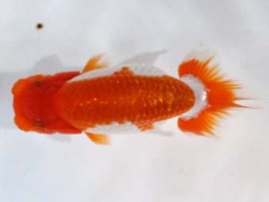 房総らんちう会　第三回研究会　四位　島野孝三