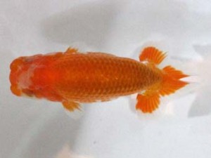 房総らんちう会　第三回研究会　五位　君塚一博