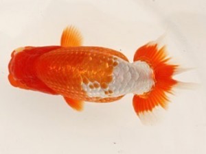 日蘭佐賀（佐賀支部）　第20回品評大会 東大関　南　利幸　大分B