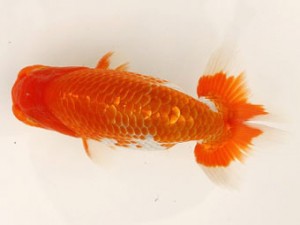 日蘭佐賀（佐賀支部）　第20回品評大会 西大関　南　利幸　大分B