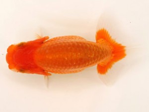 日蘭佐賀（佐賀支部）　第20回品評大会 立行司　陣内　実　日佐