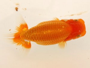 日蘭佐賀（佐賀支部）　第20回品評大会 取締一　平山敏明　宮崎