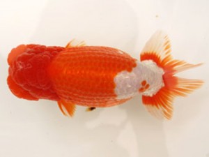 日蘭佐賀（佐賀支部）　第20回品評大会 東大関　東　秀明　日佐