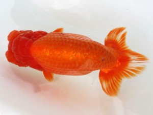 日蘭佐賀（佐賀支部）　第20回品評大会　西大関　東　秀明　日佐