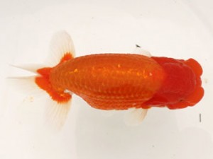 日蘭佐賀（佐賀支部）　第20回品評大会 立行司　高園信幸　日佐