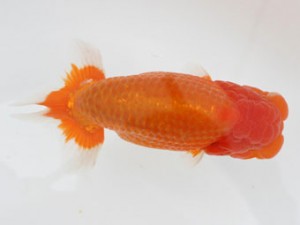 日蘭佐賀（佐賀支部）　第20回品評大会 取締一　辻　正博　日佐