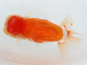 日蘭佐賀（佐賀支部）　第20回品評大会 東大関　和田浩二　日佐