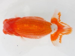 日蘭佐賀（佐賀支部）　第20回品評大会　西大関　東　秀明　日佐