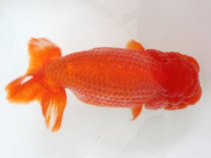 日蘭佐賀（佐賀支部）　第20回品評大会 立行司　松尾俊介　日佐