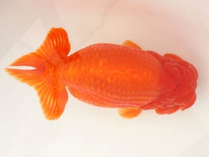 日蘭佐賀（佐賀支部）　第20回品評大会 取締一　内田輝雄　日佐