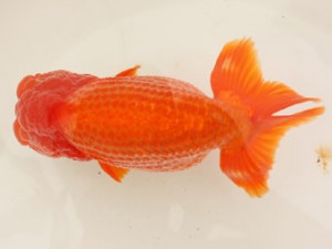 日蘭佐賀（佐賀支部）　第20回品評大会 取締二　津留崎義也　日佐